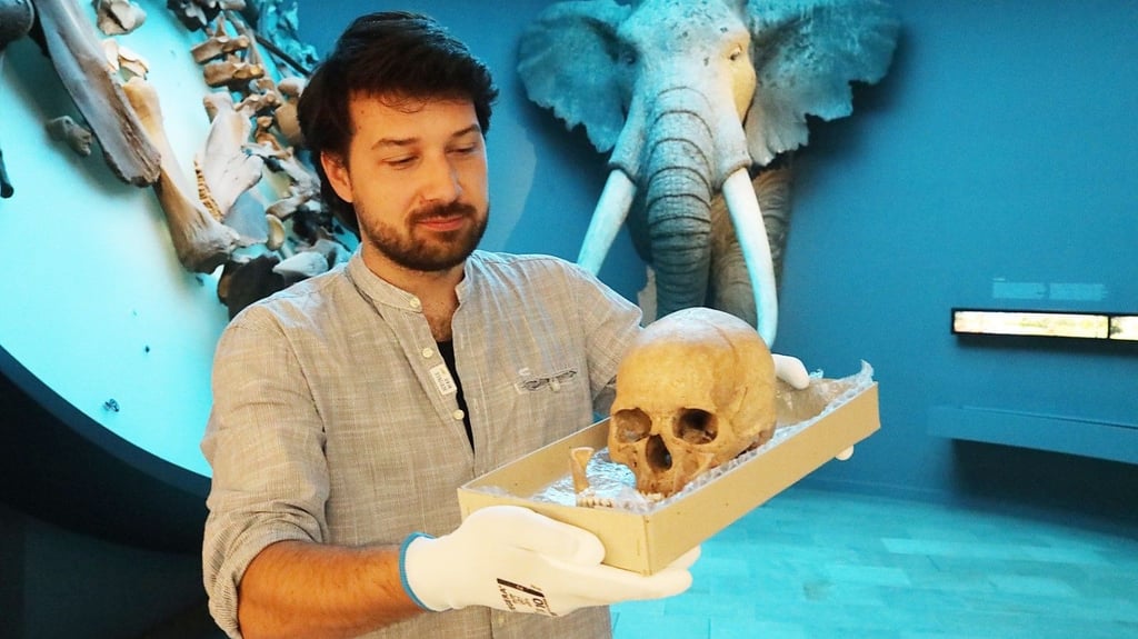 Bis zu fünf Mitarbeiter waren am Dienstag im Landesmuseum für Vorgeschichte damit beschäftigt, die Vitrine mit den in kleinen Kisten verpackten Einzelteilen zu bestücken.