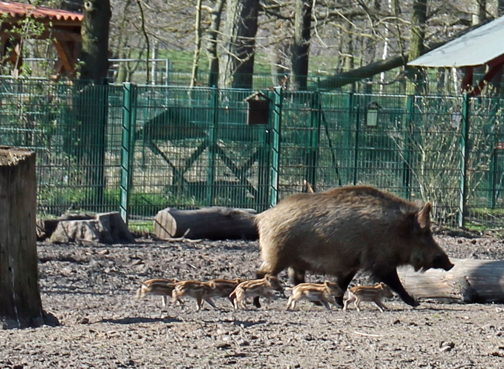 Wildschweinnachwuchs im Wildpark Weißewarte. Findet sich kein neuer Pächter, müssen auch die Tiere den Wildpark verlassen.