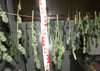 Diese Cannabis-Pflanzen fanden die Polizisten in einem Wohnblock in der Uelzener Straße in Salzwedel.