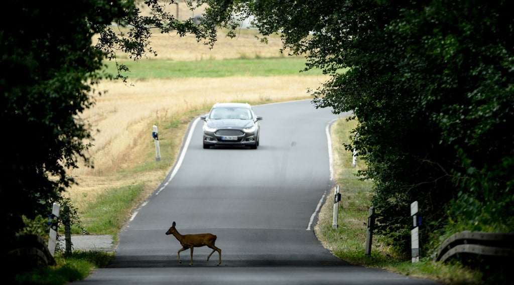 War's das schon? Vorsicht, kreuzt ein Wildtier die Straße, ist auch immer mit Nachzüglern zu rechnen.