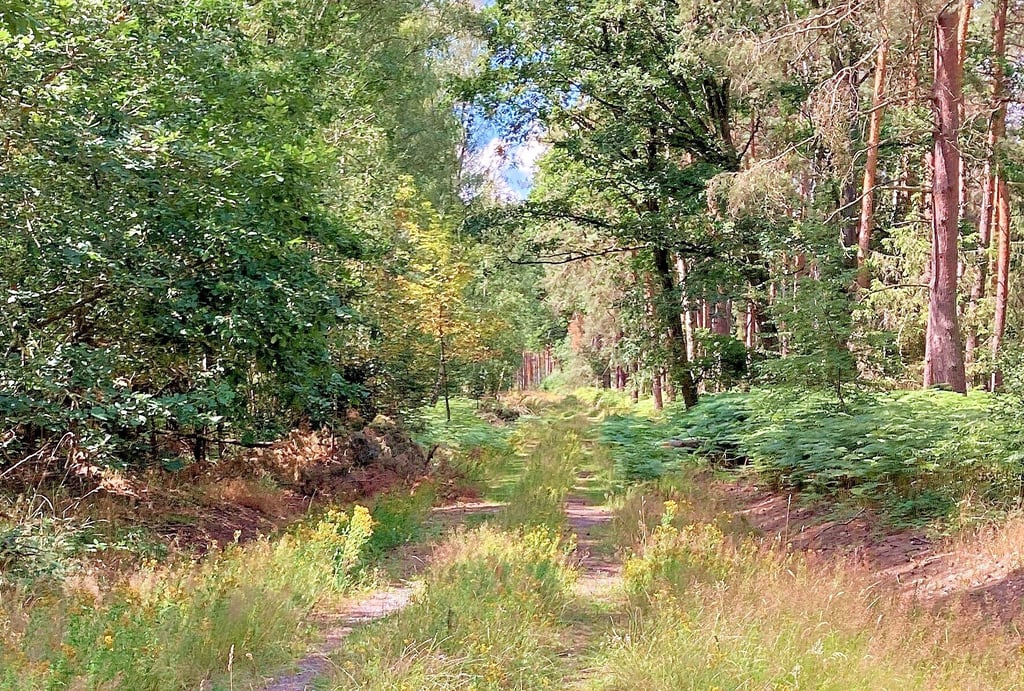 Muss der Wald bei Eickendorf bald einem Steinbruch weichen?