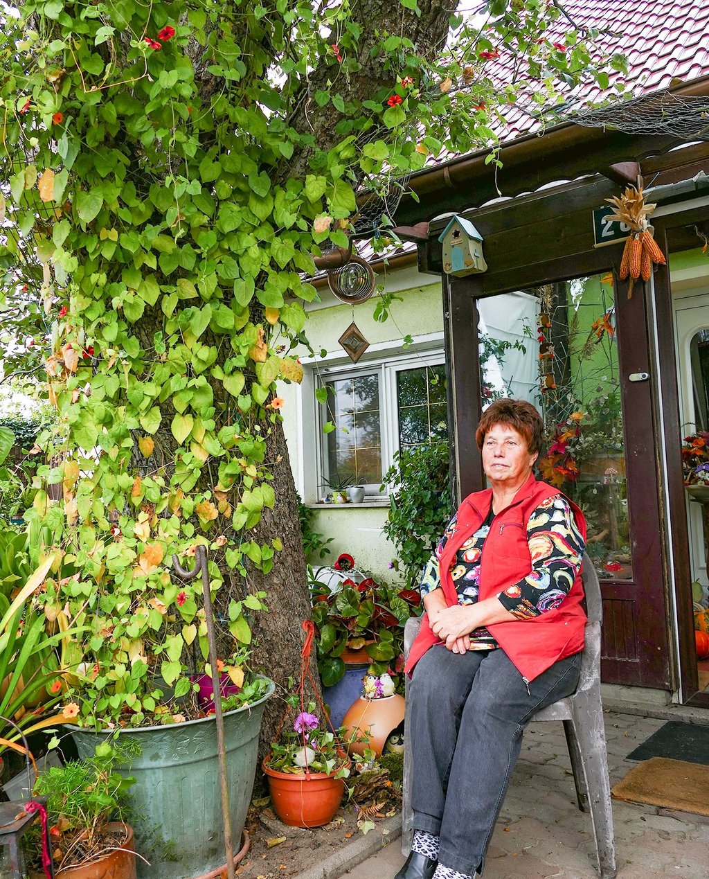 Karin Richter hat in ihrem Vorgarten in Naundorf einen guten Blick auf ihre hochgewachsene Schwarzäugige Susanne.