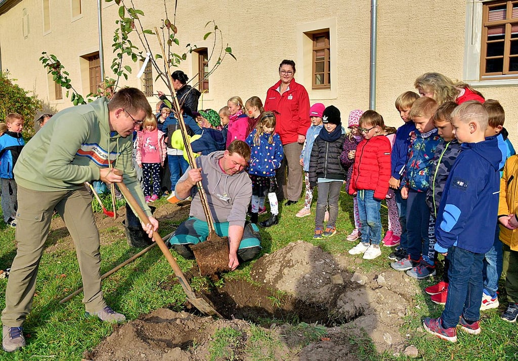 Sebastian Hermann (links) vom Schulelternrat und Stefan Lange vom Grün-Service Kahse aus Nienburg pflanzen einen Sauerkirschbaum, den die Schüler der Klasse 1b danach angießen.