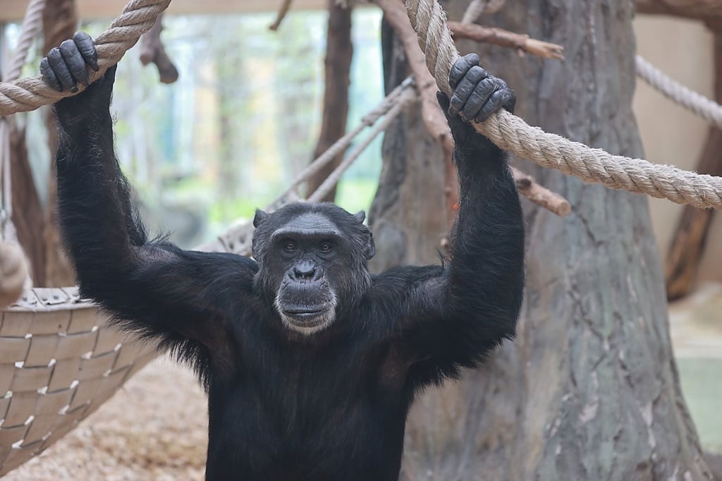 Das Schimpansen-Tierhaus im Bergzoo Halle bleibt weiterhin geschlossen.