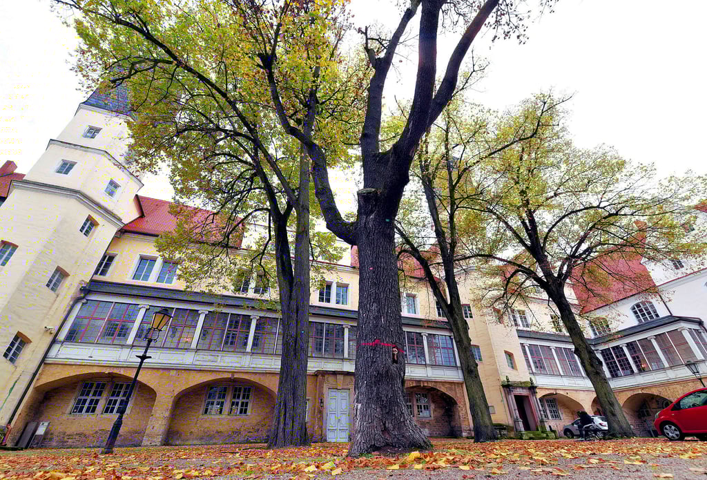 Mehrere Bäume müssen im Schlosspark gefällt werden. Einer Robinie folgen elf weitere Gehölze. Auch ein Baum im Schlosshof ist markiert.
