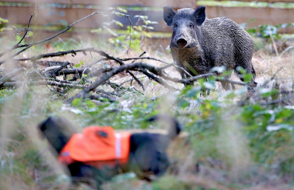 Wenn Jagdhunde auf Wildschweine treffen wird es gefährlich. Durch die Präsenz des Wolfes sind die kräftigen Wildtiere nämlichnun auch Hunden gegenüber viel aggressiver.