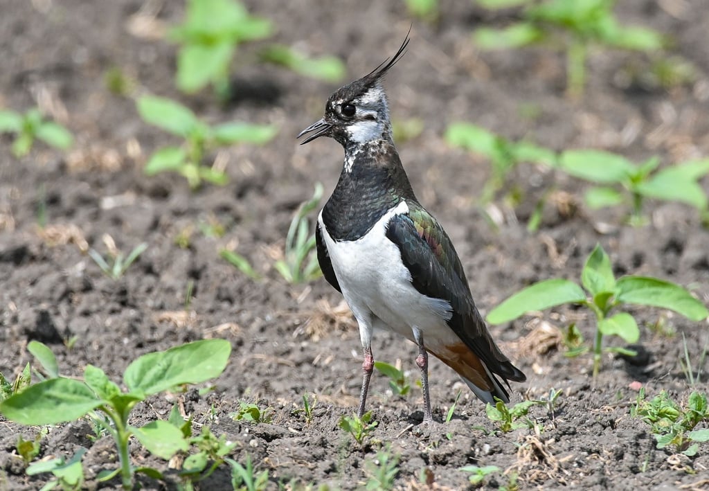 Ein Kiebitz (Vanellus vanellus) steht auf einem Feld.