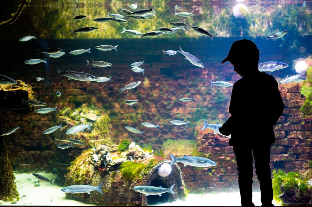 Ein Junge steht im Aquarium des Zoos am Meer Bremerhaven vor einem Becken.