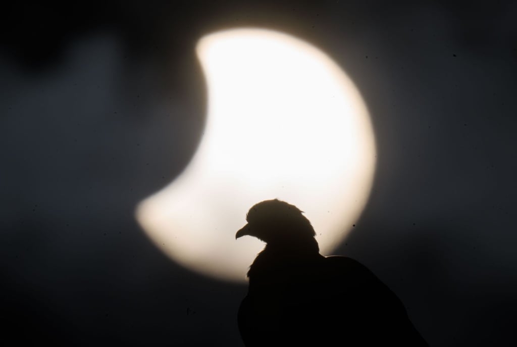 Eine Taube sitzt auf einem Dach, während am Himmel hinter ihr eine partielle Sonnenfinsternis zu sehen ist.