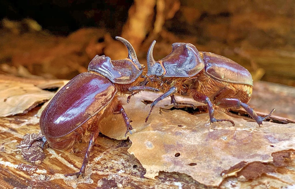 Zwei Nashornkäfer-Männchen: Nur sie tragen das charakteristische Horn.