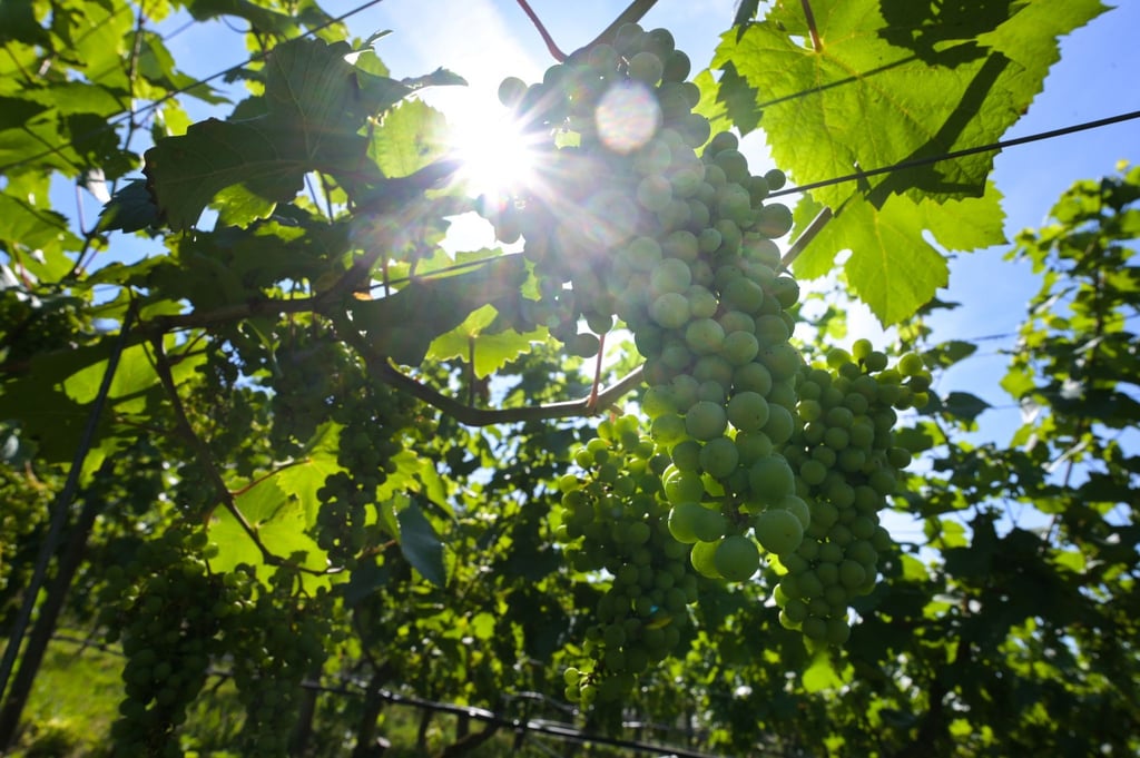 Die Sonne scheint kraftvoll über dem Herzoglichen Weinberg von Freyburg.