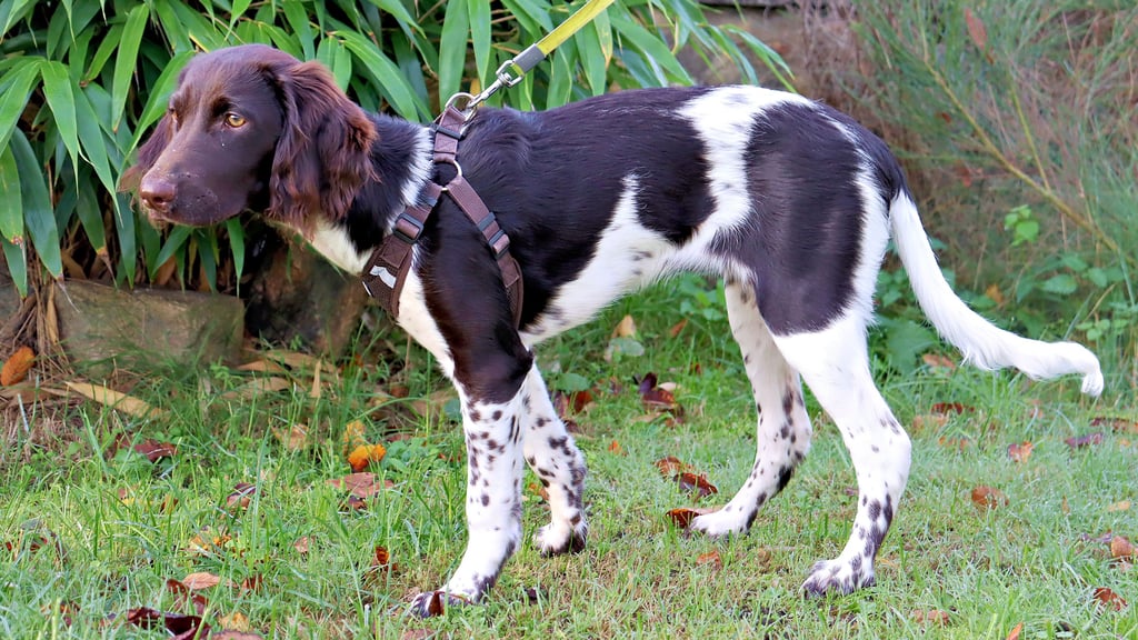 Malu, 15 Wochen alt, will Jagdhündin werden. In der Stadt Klötze gibt es für geprüfte Jagdhunde eine Steuerermäßigung.