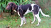 Malu, 15 Wochen alt, will Jagdhündin werden. In der Stadt Klötze gibt es für geprüfte Jagdhunde eine Steuerermäßigung. 