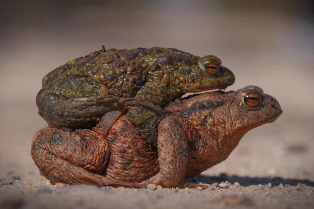 Huckepack: Bei den Kröten trägt das Weibchen das Männchen auf dem Rücken.
