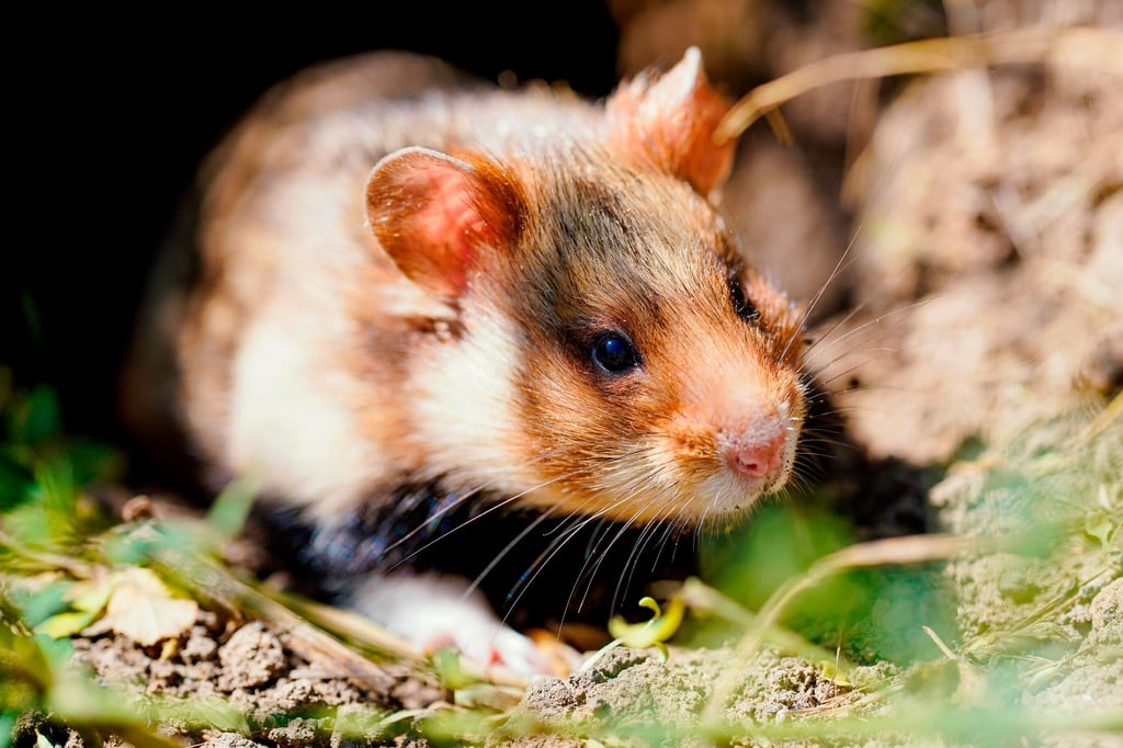 Ein Feldhamster. Die Tiere sind vom Aussterben bedroht und deshalb streng geschützt.