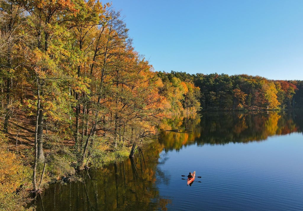 Mit dem Kajak über den Trepliner See in Brandenburg: Am Ufer leuchtet der Wald in den schönsten Herbstfarben.