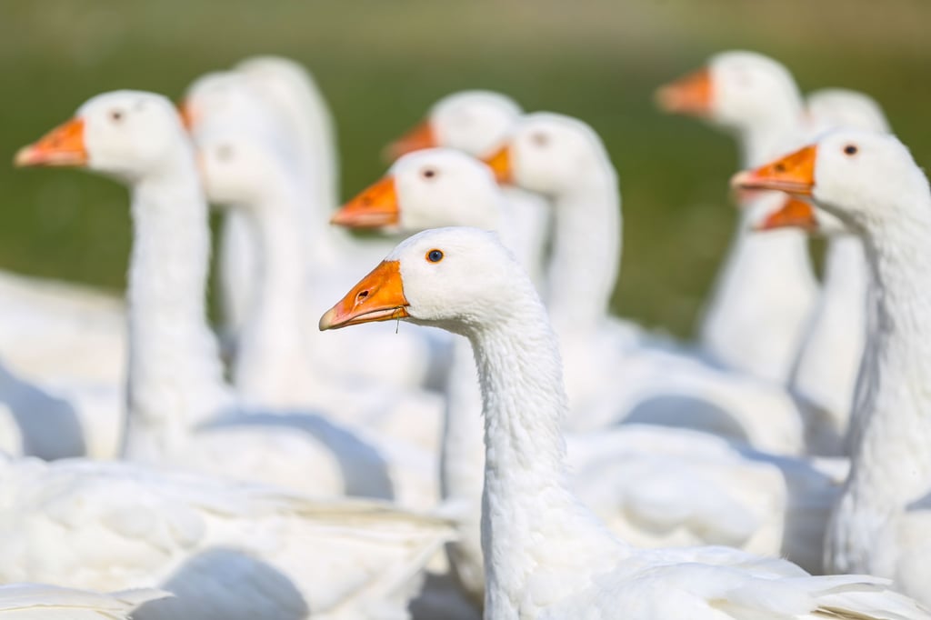 Auf Grund von gestiegenen Futterpreisen wird die Gans zu Weihnachten deutlich teurer als bisher.