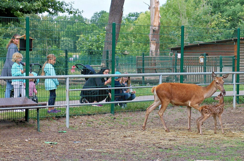 Besucher am Rotwildgehege im Wildpark Weißewarte. Die Anlage soll vorerst bis zum 4. November geöffnet bleiben.