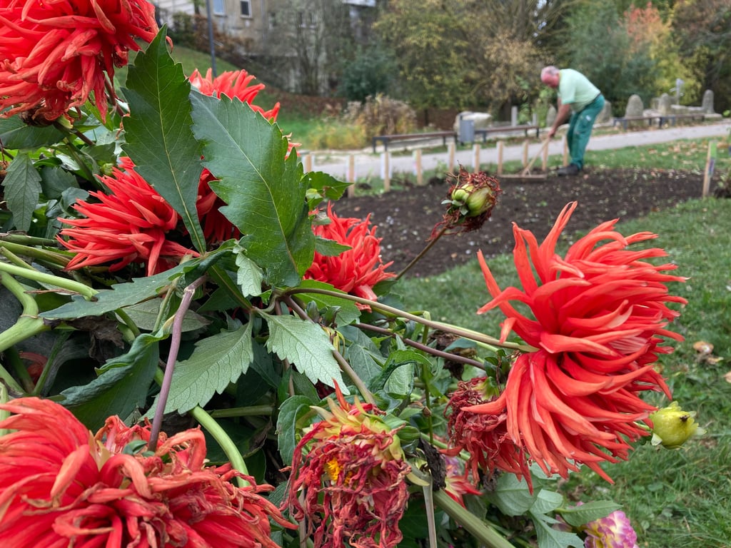 Die Stängel der Strahlendahlien liegen auf einem Haufen, während nebenan die Schaubeete für nächstes Jahr vorbereitet werden.