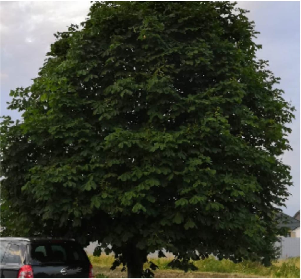 Dieses Bild postete der Mann auf der Seite der Hansestadt Gardelegen, es soll den Kastanienbaum zeigen, dessen Fällung er beklagt.
