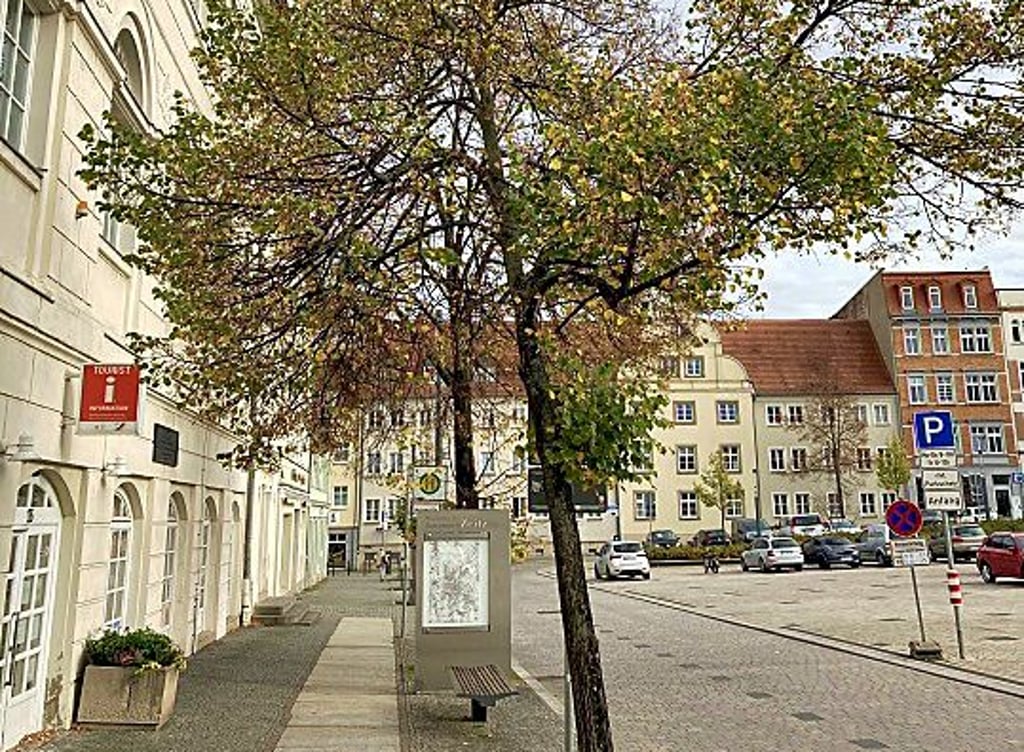 Eine Linde am Altmarkt