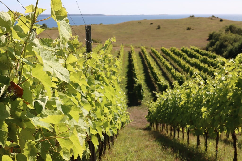 Der Dyrehøj Vingaard bei Kalundborg ist das größte Weingut Dänemarks.
