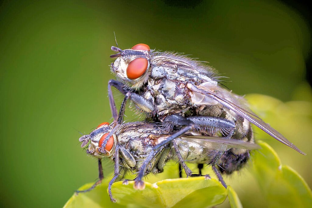 Den 1. Platz beim Fotowettbewerb der Hohen Börde sicherte sich Torsten Görges aus Hohenwarsleben mit einen Liebesspiel der Fliegen.