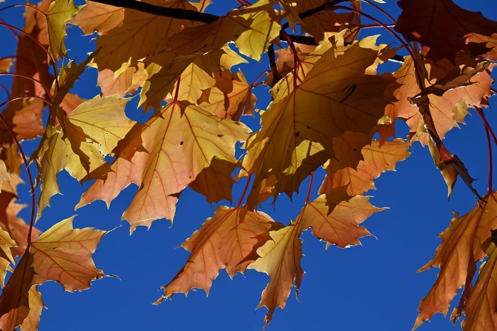 Herbstlich färbt sich das Laub.