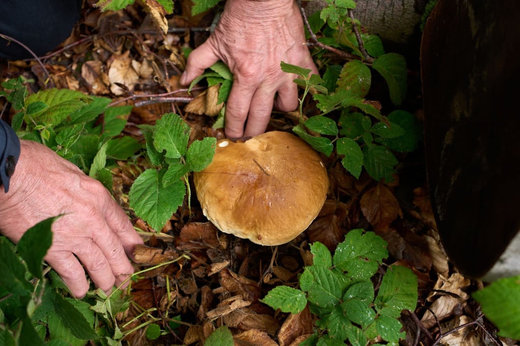 Nachdem die Saison nach einem trockenen Sommer zunächst mau schien, sprießen die Pilze inzwischen dank Regen zahlreich aus dem Boden. Für Pilzsammler ein Segen - und gleichzeitig ein Risiko.