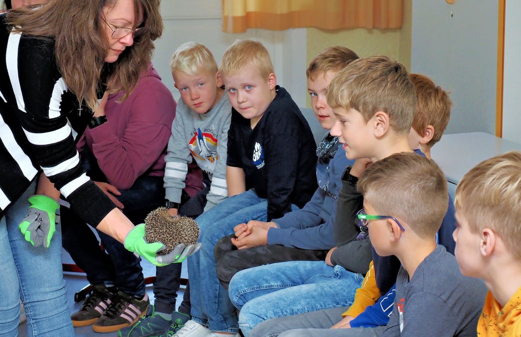 Während Peggy Matzelt den Hortkindern den aufgepäppelten Igel vorsichtig herumzeigt, ist es still im Hortraum. Denn am Tage ist Schlafenszeit das nachtaktive Tier, und der Stress soll in Grenzen gehalten werden.
