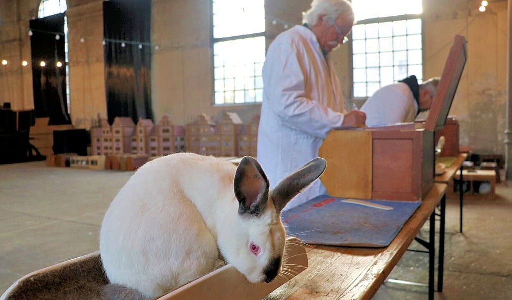 Ein Kaninchen der Rasse Kalifornier wartet in der Annaburger Schlosskirche auf einer Waage auf seine Beurteilung durch den Preisrichter.