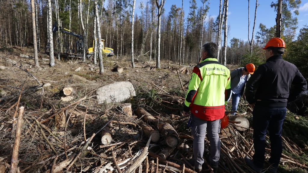 Anfang Oktober startete im Nationalpark Harz bei Schierke die Beräumung von Totholz.