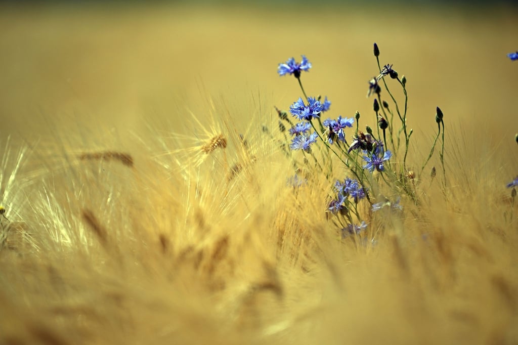 Unter den Klima-Verlierern: Kornblumen auf einem Getreidefeld in Pulheim.