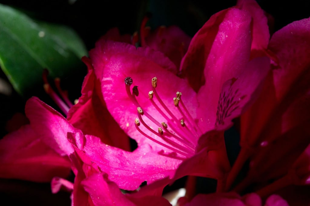 So eine schöne Rhododendronblüte! Damit das so bleibt, hält man besser die Rhododendronzikade von der Pflanze fern.