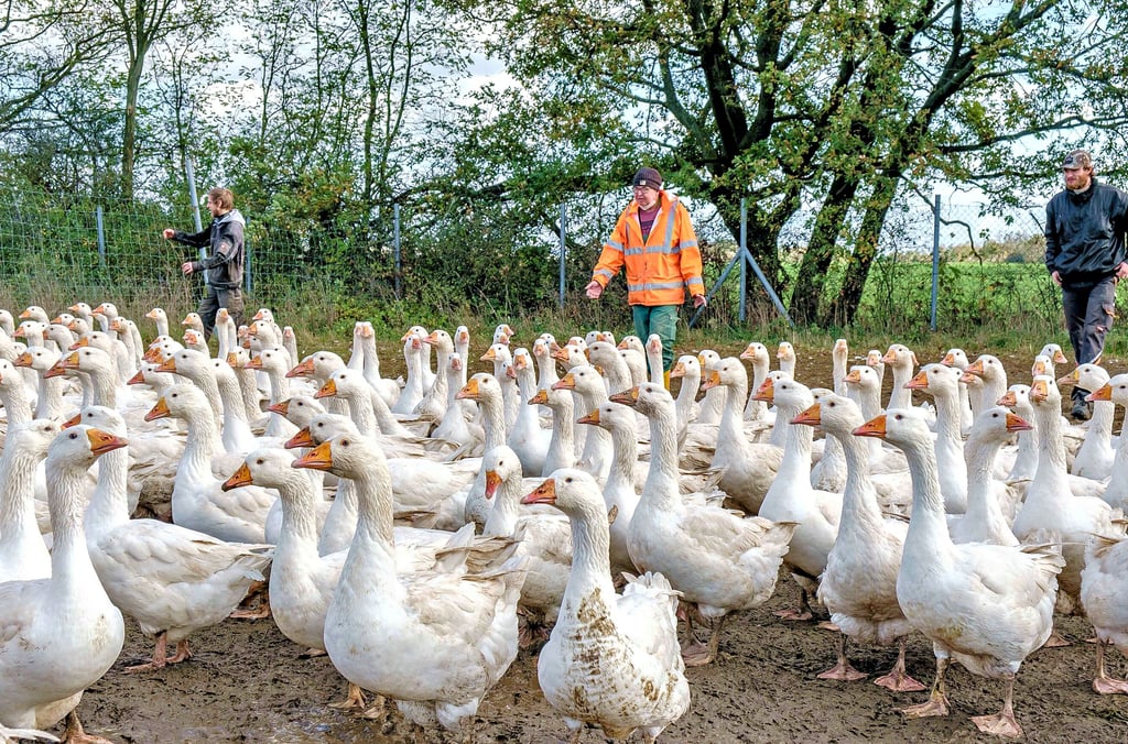 Auf dem Diakoniehof des Augustinuswerks in Rackith werden derzeit die Gänse für Weihnachten auf die Weide getrieben.