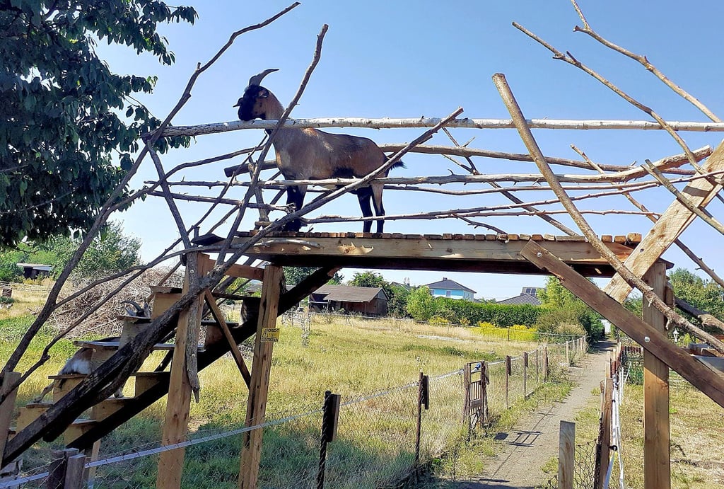 Damit seine Ziegen von einen Garten in den nächsten gelangen können, hat der Welsleber Tino Elsholz seinen Tieren kurzerhand eine Brücke gebaut.