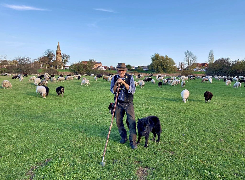 Rolf Zahn betreut gemeinsam mit Astrid Böttcher die Schafherde mit 1200 Tieren im Osten von Magdeburg. Immer mit dabei ist Hütehund Arthur, ein altdeutscher Schäferhund.