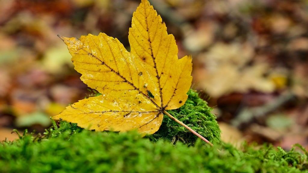 Ein gelb gefärbtes Blatt eines Ahornbaumes.