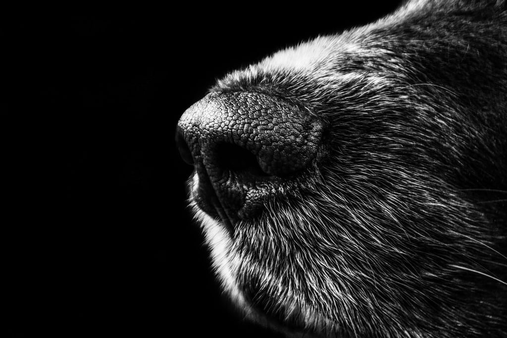 Verzweifelt jault und bellt ein Hund in einer Gardelegener Gartenanlage täglich stundenlang.