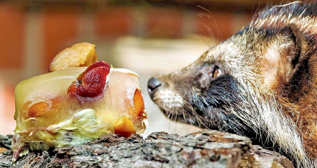 Ein Marderhund im Wildpark Weißewarte bei Tangerhütte bekommt im Hochsommer eine Eisbombe mit Leckereien serviert.