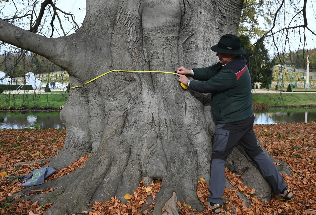 Jan Engel, Landesbetrieb Forst, misst den Umfang einer Rotbuche im Park Sanssouci.