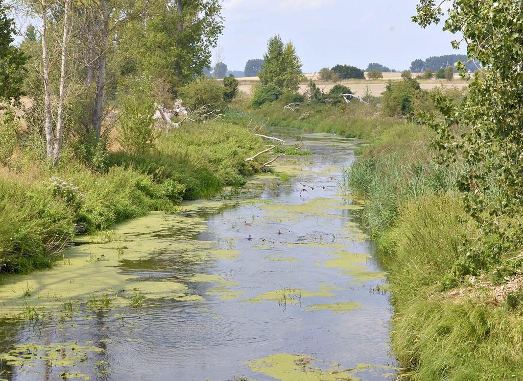 Haldensleben ist einer der wenigen Orte in der Börde, an denen das Grundwasser steigt. Das führt dazu, dass über sogenannte Drainageleitungen Wasser in die Ohre abgeleitet wird.