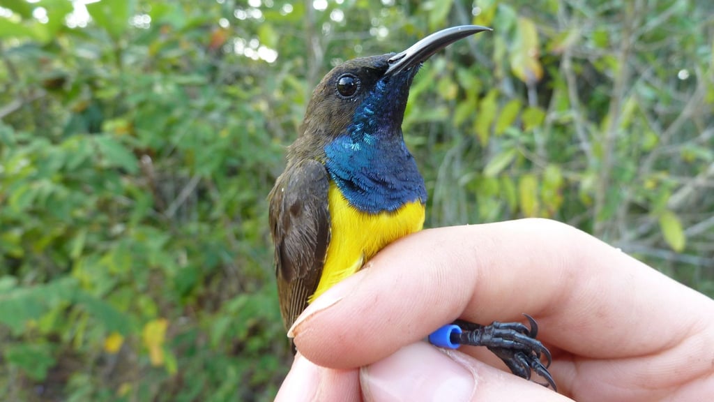 Spesies baru burung berwarna-warni ditemukan di Indonesia