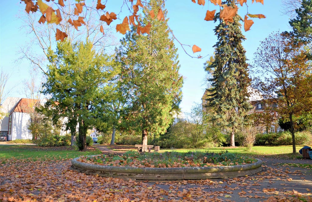 Die Projektskizze zur „Vernetzung und Klimaanpassung der historischen Stadtmauerpromenade“ bezieht auch den Park am Zerbster Walter-Rathenau-Platz mit ein, der momentan wenig zum Verweilen einlädt.