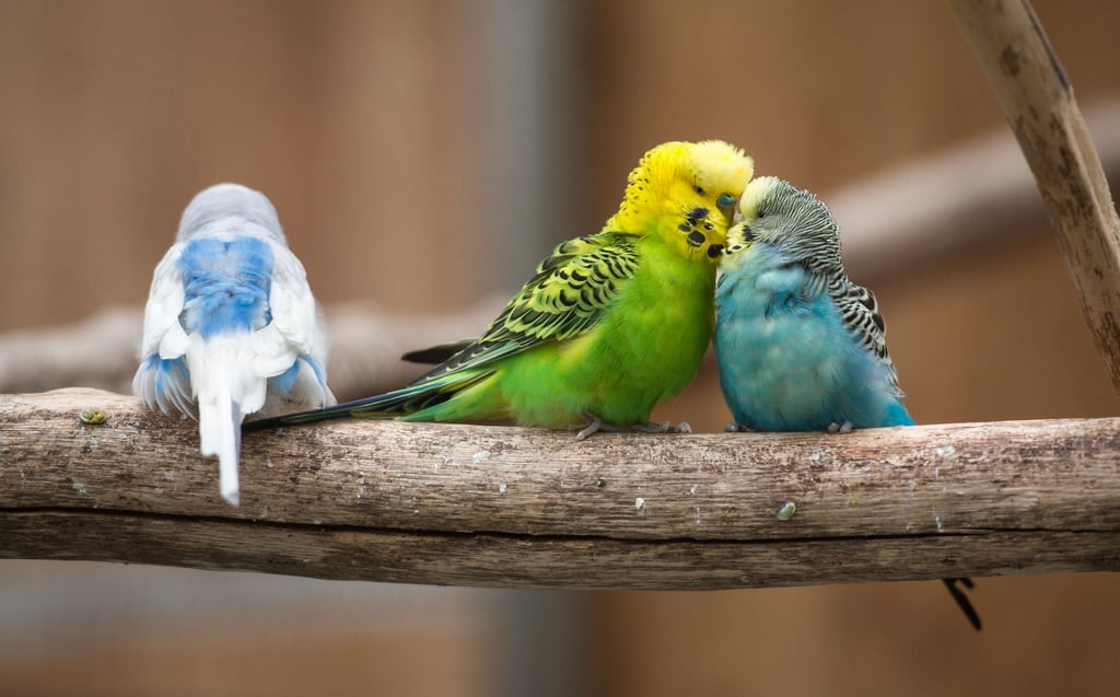 Die Stadtbibliothek Magdeburg ist auf den Vogel gekommen.