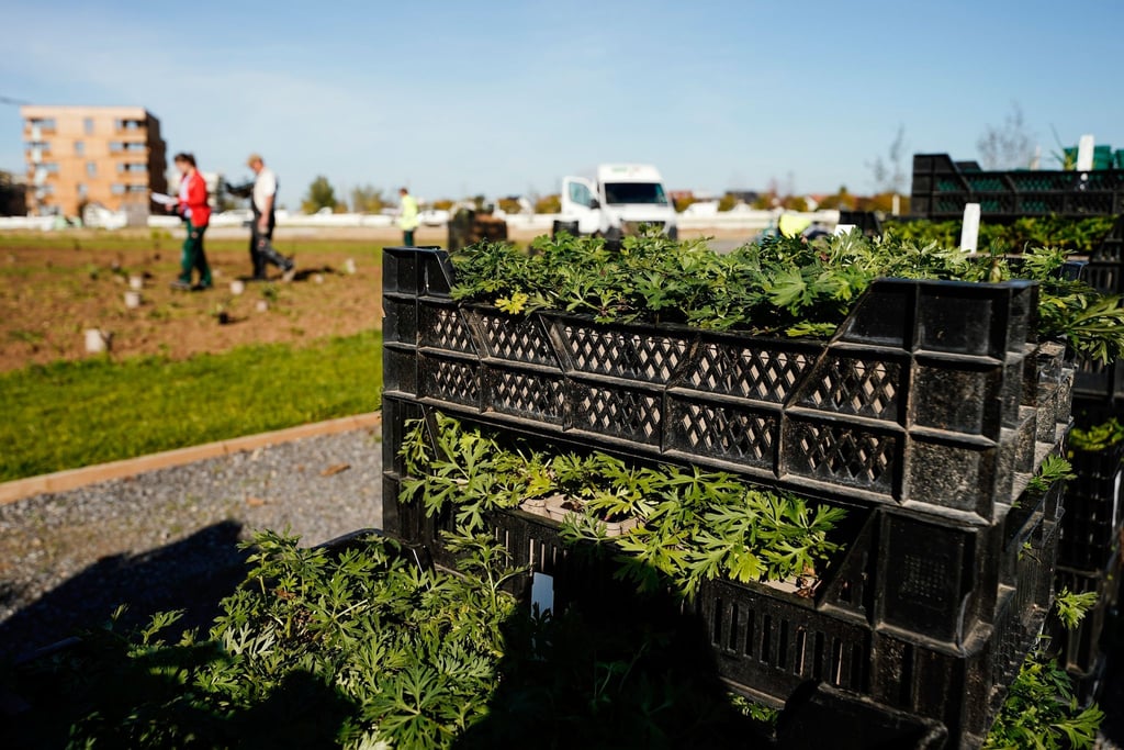 Mitarbeiter pflanzen Blumen auf dem Gelände der Bundesgartenschau.