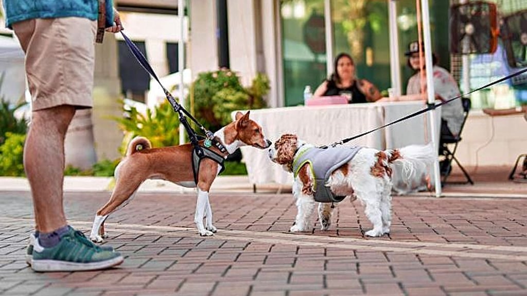 Das gegenseitige Beschnuppern von zwei an der Leine geführten Hunden ist erlaubt. Die Halter behalten dabei die Kontrolle.