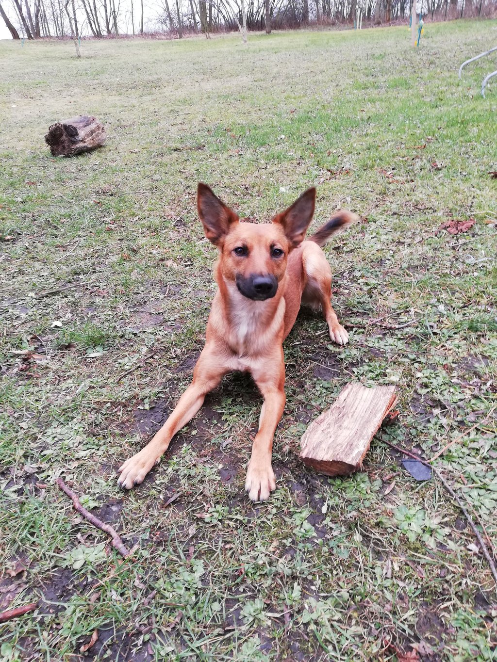 Erhöhung Der Hundesteuer Hundebesitzer In Der Elsteraue Müssen Mehr Bezahlen 