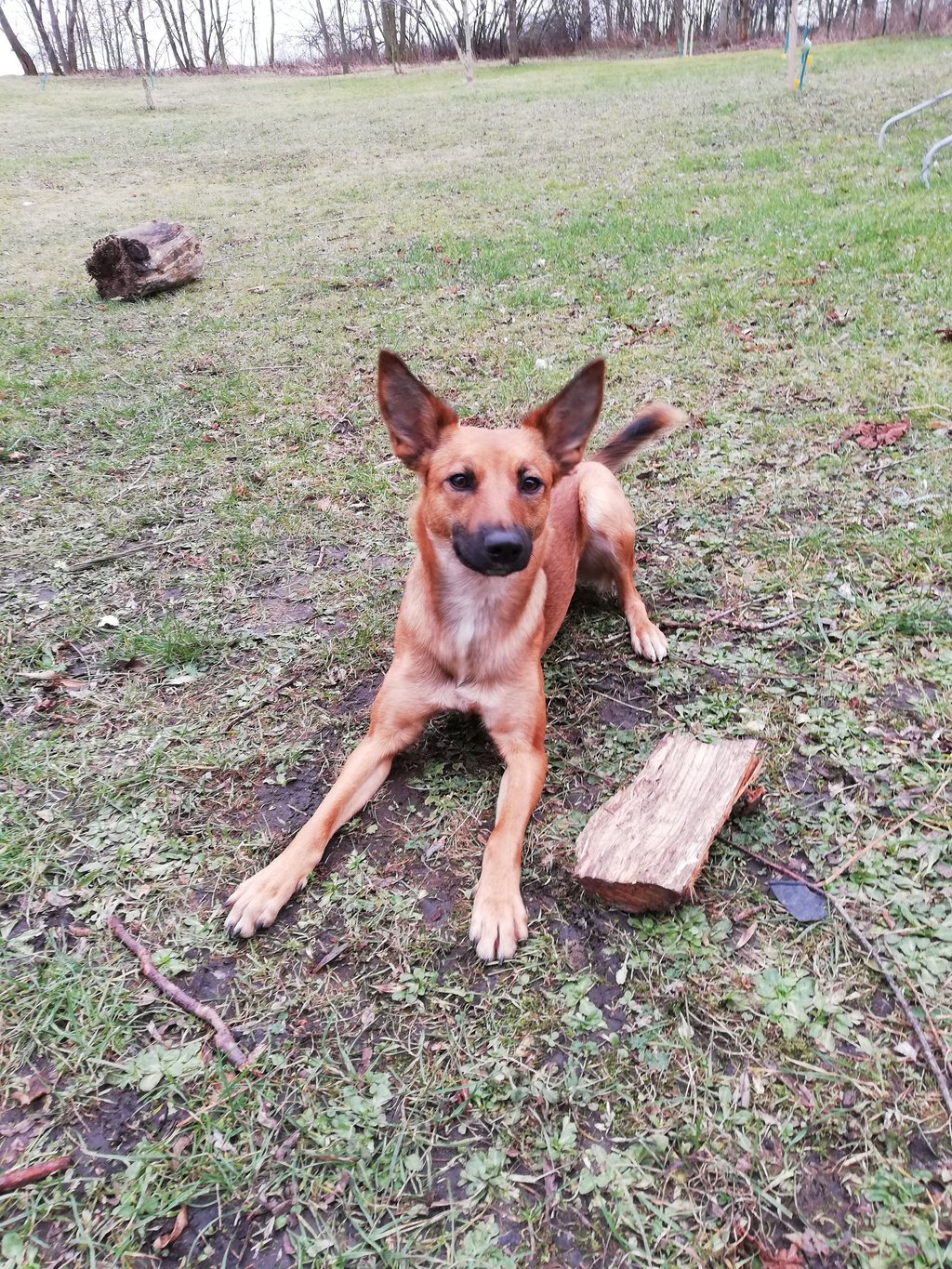 Hundebesitzer müssen ab Januar in der Elsteraue mehr bezahlen.