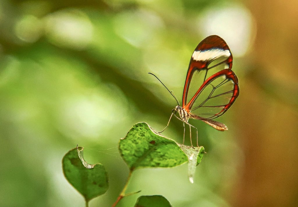 Er trägt die fragile Existenz der Schmetterlinge im Namen – der Glasfalter.